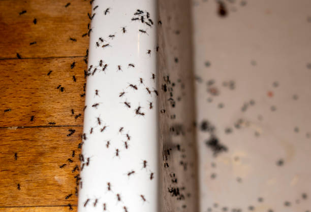 Best Mosquito Control Services  in Two Rivers, WI
